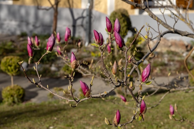 Bloeiende rode magnoliaboom tegen de achtergrond van de weide