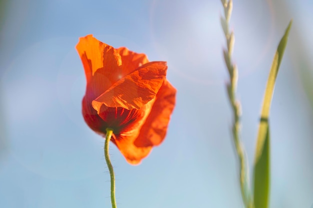 Bloeiende rode papaver achtergrond de blauwe lucht