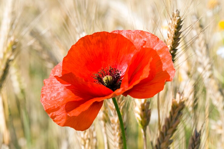 Foto bloeiende rode papaver