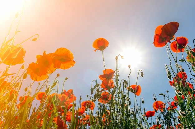 bloeiende rode papavers en knoppen op hoge groene stengels