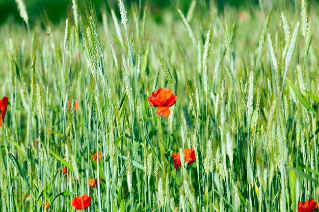 Bloeiende rode papavers