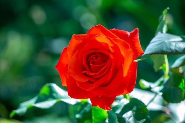 Bloeiende rode roos bloem macrofotografie op een groene achtergrond op een zonnige zomerdag