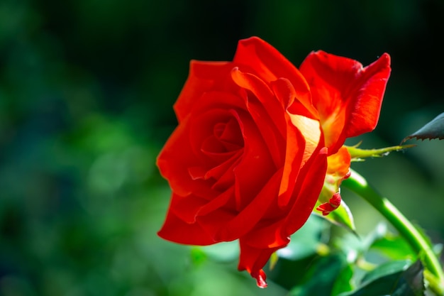 Bloeiende rode roos bloem macrofotografie op een groene achtergrond op een zonnige zomerdag
