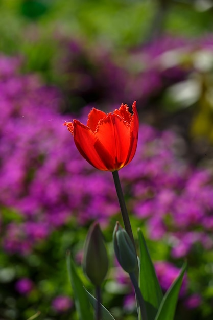 Bloeiende rode tulp bloem op paarse achtergrond in een zonnige dag macrofotografie Floral background