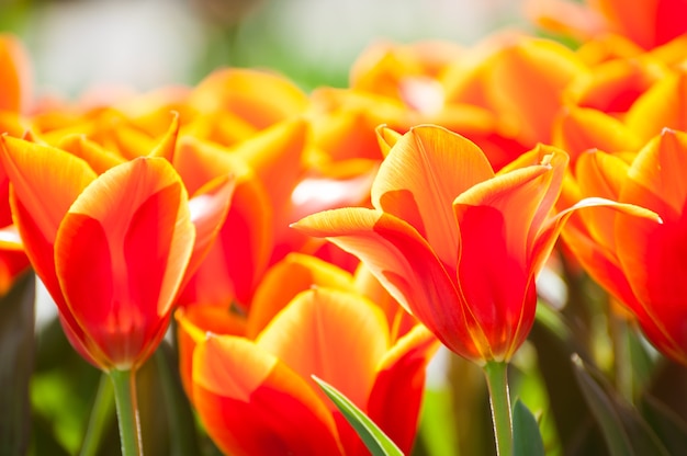 Bloeiende rode tulp. Keukenhof bloemenpark in Nederland, Europa. Selectieve focus