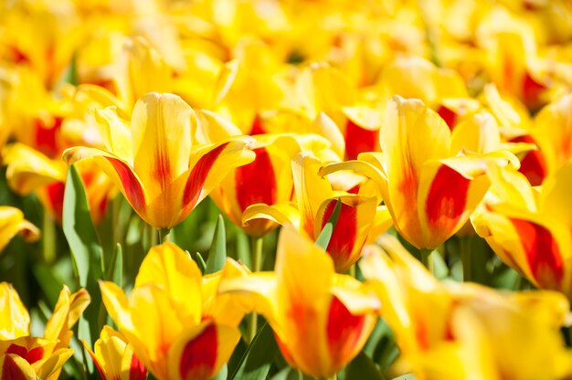 Bloeiende rode tulp. Keukenhof bloemenpark in Nederland, Europa. Selectieve focus