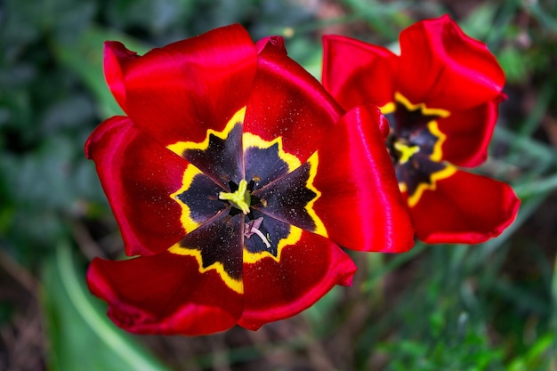 Bloeiende rode tulpenbloemen in de tuin Foto