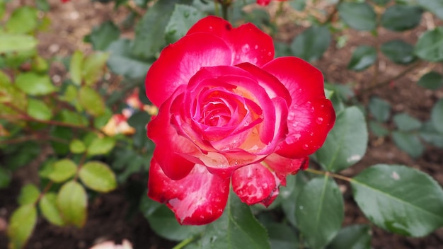 Bloeiende romantische frisse rouge roze en karmozijnrode rozen bloeien in de tuinbloemblaadjes met water