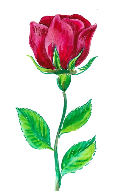 Bloeiende rood roze bloem. Inkt en aquarel