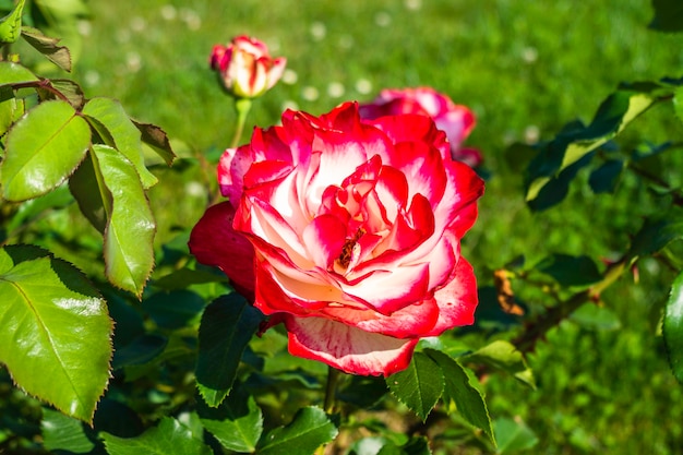 Foto bloeiende roodroze bloemen op de groene weide