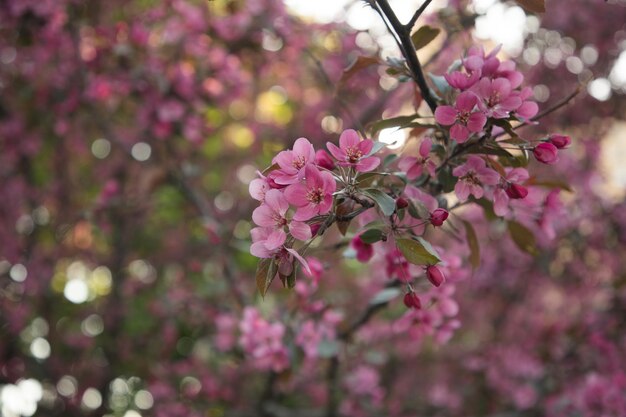 Foto bloeiende roze appelboom in de tuin close-up