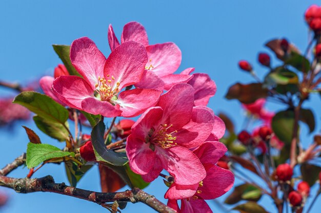 Bloeiende roze appelboom tegen de blauwe hemel