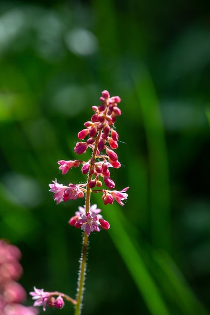 Bloeiende roze Astilbe bloem a op een groene achtergrond in de zomer macrofotografie