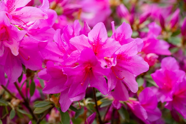 Bloeiende roze azalea bloemen close-up in een botanische tuin lente bloemen paarse achtergrond