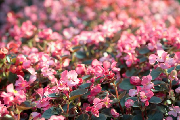 Bloeiende roze azalea bloemen in zomer stadspark