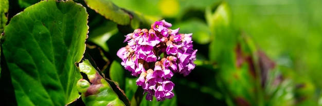 Bloeiende roze Bergenia bloem op een groene achtergrond op een zonnige dag macrofotografie Verse olifantenoren bloem met paarse bloemblaadjes in de lenteBergenia crassifolia of badan