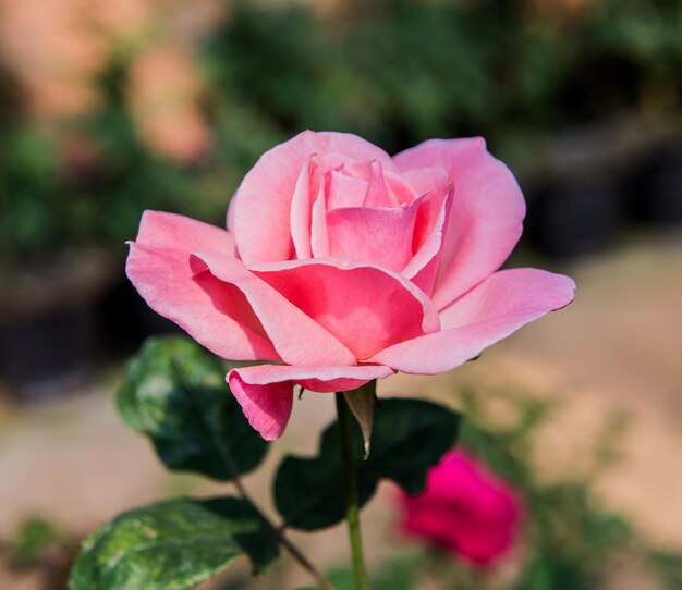 bloeiende roze bloem in de tuin