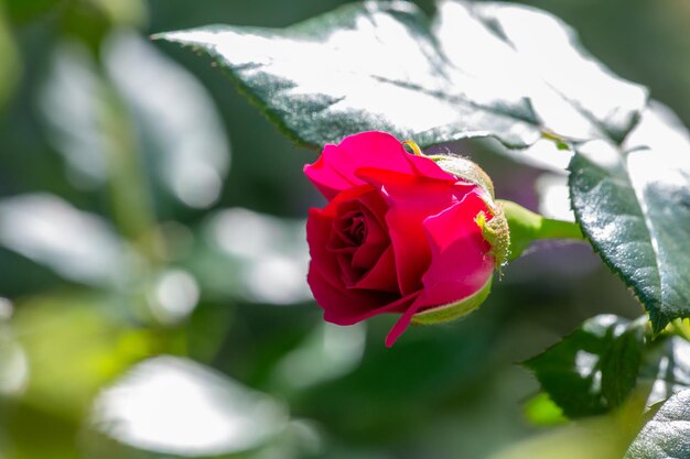 Bloeiende roze bloem met roze bloemblaadjes macrofotografie op een zonnige zomerdag