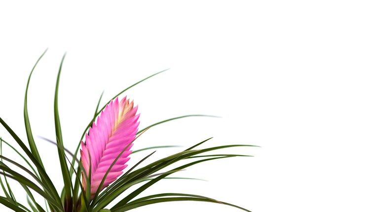 Bloeiende roze bloem of Tillandsia cyanea kamerplant