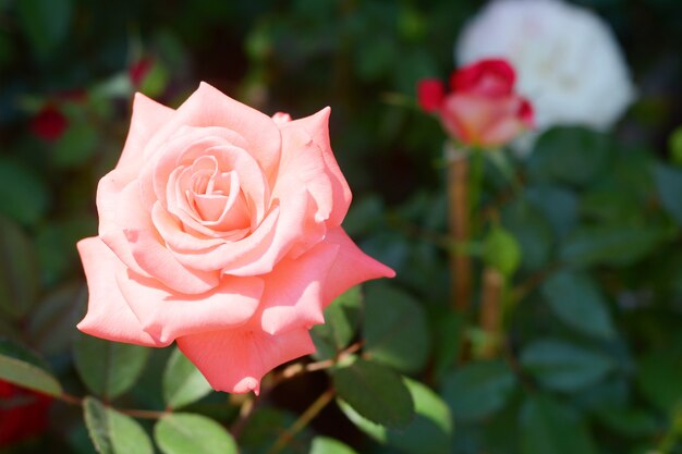 bloeiende roze bloem op boom