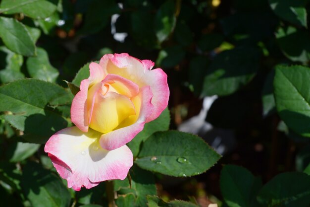 bloeiende roze bloem op boom