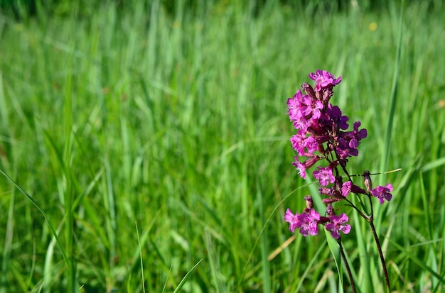 bloeiende roze bloem op de met gras begroeide weide in zonnige dag geïsoleerde kopieerruimte