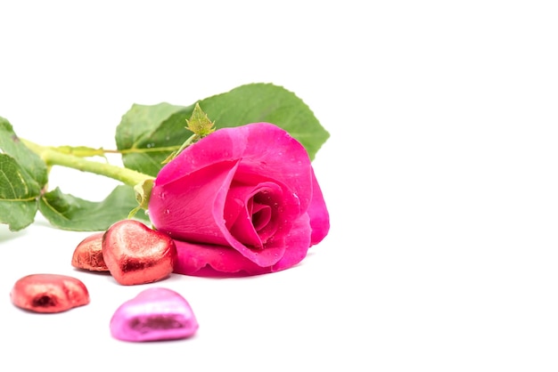 bloeiende roze bloem voor liefde Valentijn, geïsoleerd op een witte achtergrond