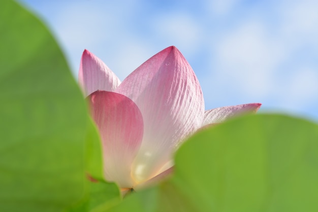 Foto bloeiende roze bloemen met groene bladclose-up voor achtergrond