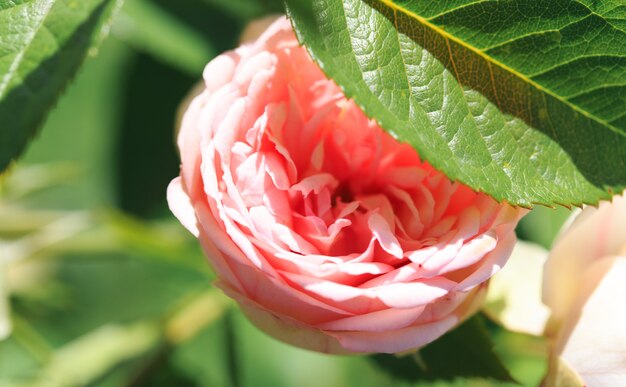 Bloeiende roze bloemen