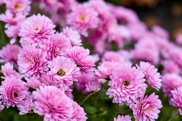 Bloeiende roze chrysanten in de tuin