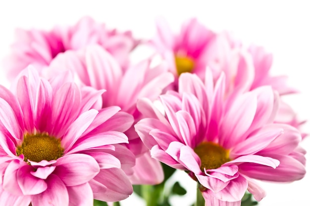 Bloeiende roze chrysantenbloemblaadjes met een onscherpe achtergrond