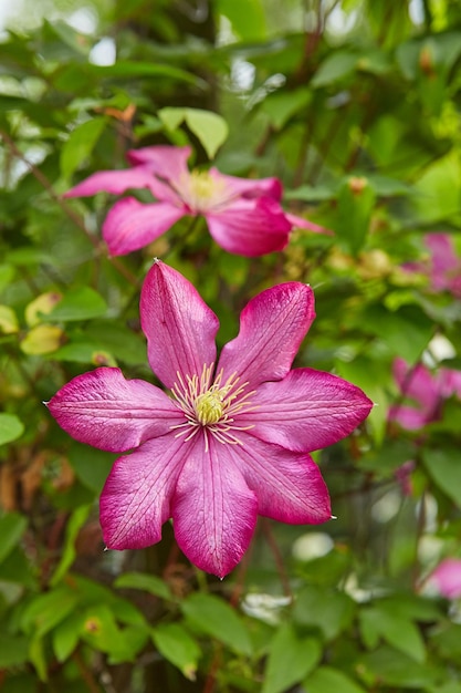 Bloeiende roze clematis