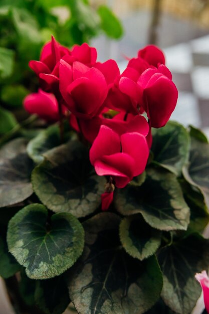 Bloeiende roze en rode cyclamen of alpenviolet Kamerplanten