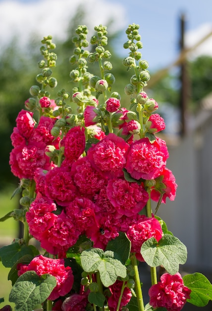 Bloeiende roze kaasjeskruid. Roze bloemen. Bloemisterij.