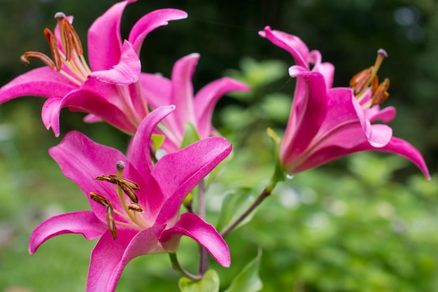 Bloeiende roze lelies in de tuin close-up Boeket tuin zomerbloemen