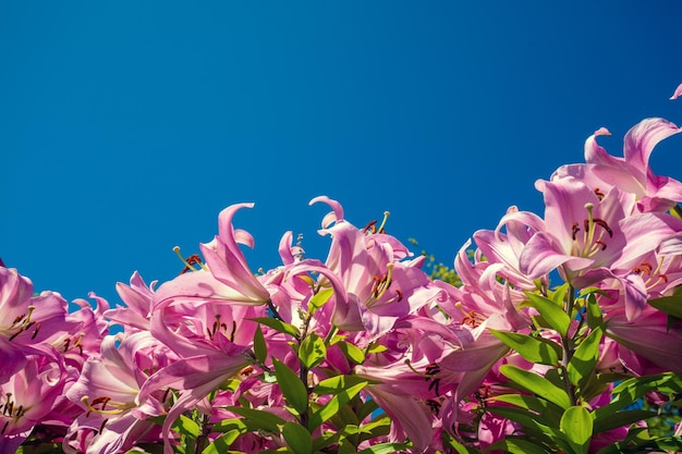 Bloeiende roze lelies tegen de blauwe lucht