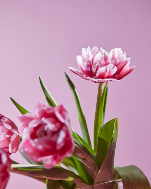 Bloeiende roze lentetulpen met groene bladeren