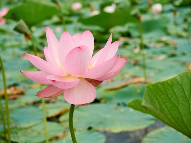 Bloeiende roze lotusbloem op het meer, mooie, zeldzame bloem