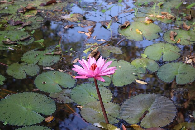 Bloeiende roze lotussen in het water van de vijver