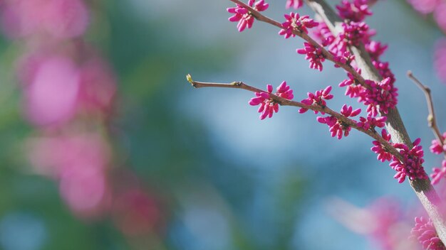 Bloeiende roze magnolia boom magnolia bomen in de botanische tuin lente warmte