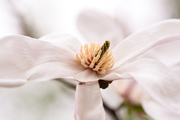 Bloeiende roze magnoliaknoppen op boomtakken in de lente