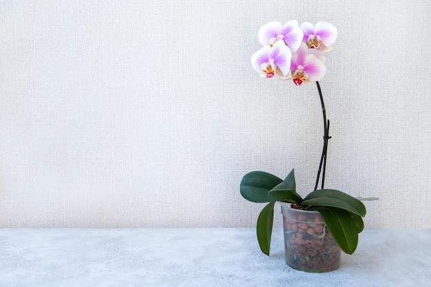 Bloeiende roze orchidee in een pot op een lichte achtergrond met kopieerruimte Sierteelt kamerplanten hobby