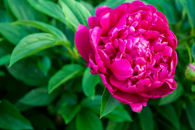 Bloeiende roze pioen in de tuin. detailopname.