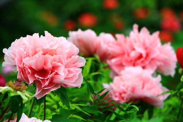 Foto bloeiende roze pioenbloemen close-up van roze pioenbloemen die in de tuin bloeien