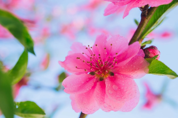 Bloeiende roze pruimenbloesem met druppeltje