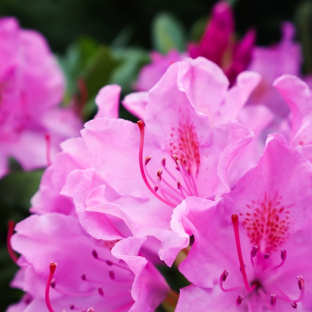 Bloeiende roze rododendron bloem in de lente tuinieren concept bloem achtergrond