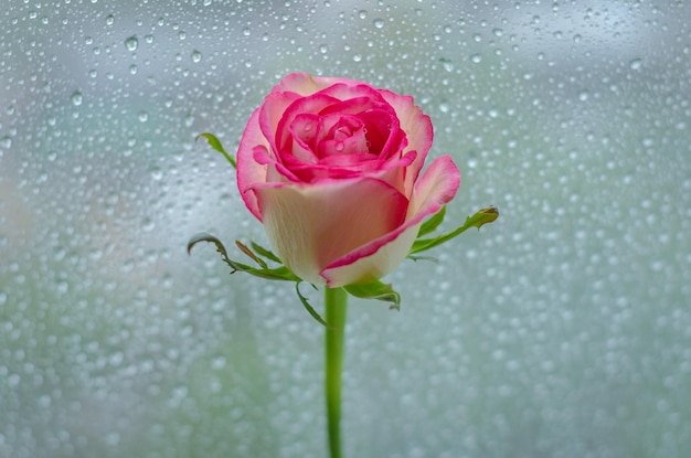Foto bloeiende roze roos naast het raam met regendruppels