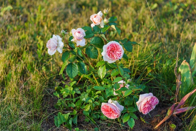 Bloeiende roze roosbloem in een tuin