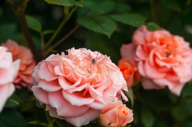 Bloeiende roze rozen in de natuur Mooie rozenkroon met een grote grijze spin