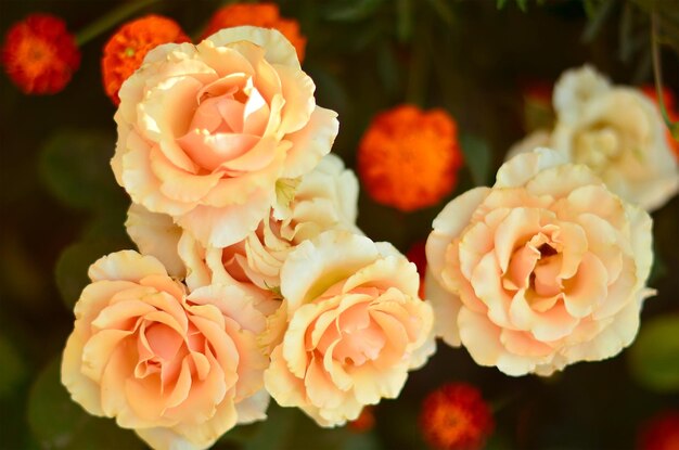 Bloeiende roze rozen in de zomer in de tuin Rozen kweken in een kas